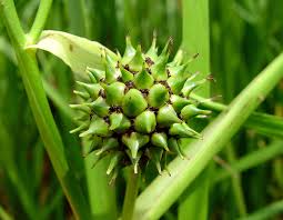 Attēlu rezultāti vaicājumam “Sparganium minimum fruit”