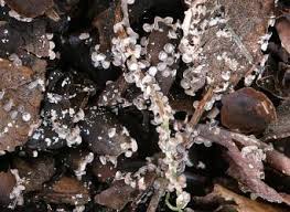 Attēlu rezultāti vaicājumam “Diderma hemisphaericum plasmodium”