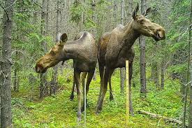 Attēlu rezultāti vaicājumam “Alces alces”