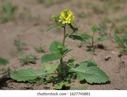 Attēlu rezultāti vaicājumam “Sinapis arvensis”