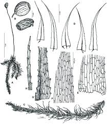 Attēlu rezultāti vaicājumam “Philonotis sporophyte”