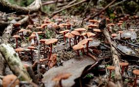 Attēlu rezultāti vaicājumam “fungi”