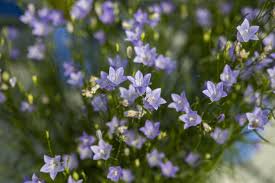 Attēlu rezultāti vaicājumam “Campanula rotundifolia”