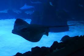 Image result for Bathytoshia centroura