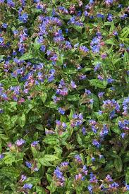Attēlu rezultāti vaicājumam “Pulmonaria angustifolia”