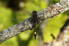 Attēlu rezultāti vaicājumam “Leucorrhinia”