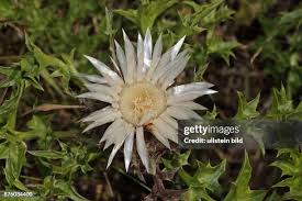 Image result for Silberdistel