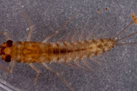 Attēlu rezultāti vaicājumam “Ephemeroptera larva”