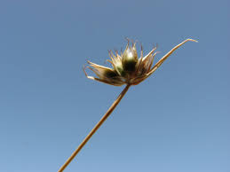 Attēlu rezultāti vaicājumam “Juncus capitatus fruit”