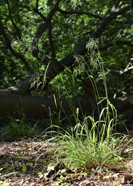 Attēlu rezultāti vaicājumam “Festuca altissima leaf”