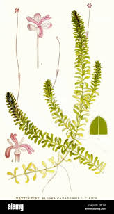 Attēlu rezultāti vaicājumam “Elodea canadensis”