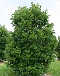 Attēlu rezultāti vaicājumam “Magnolia x loebneri”