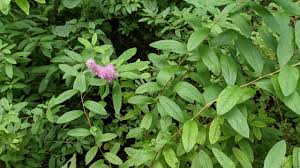 Attēlu rezultāti vaicājumam “Spiraea salicifolia”