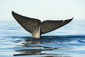 Image result for Balaenoptera musculus
