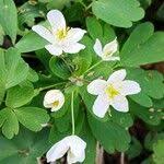 Attēlu rezultāti vaicājumam “Isopyrum thalictroides leaf”
