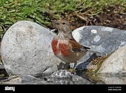 Attēlu rezultāti vaicājumam “Carduelis cannabina adult”