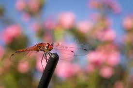 Attēlu rezultāti vaicājumam “Aeshna viridis”