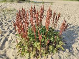 Attēlu rezultāti vaicājumam “Rumex confertus”