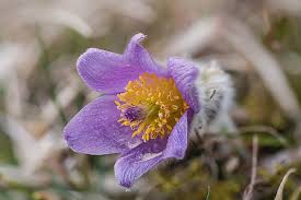 Image result for Kuhschelle