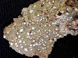 Attēlu rezultāti vaicājumam “Pertusaria amara”