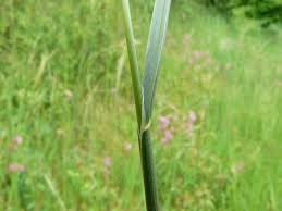 Attēlu rezultāti vaicājumam “Helictotrichon pratense”