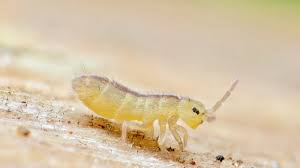 Attēlu rezultāti vaicājumam “Collembola”