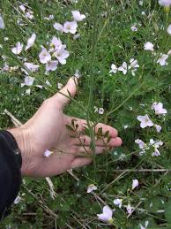 Attēlu rezultāti vaicājumam “Cardamine pratensis flower”
