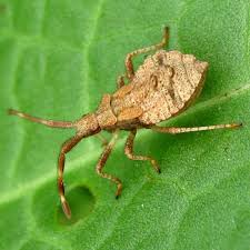 Attēlu rezultāti vaicājumam “Coreus marginatus nymph”