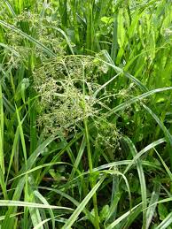 Attēlu rezultāti vaicājumam “Scirpus sylvaticus bud”