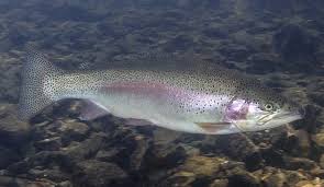 Image result for Oncorhynchus mykiss