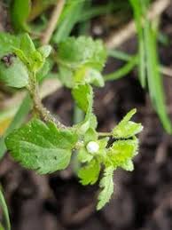 Attēlu rezultāti vaicājumam “Veronica agrestis”