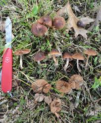 Attēlu rezultāti vaicājumam “Pachyphloeus melanoxanthus”