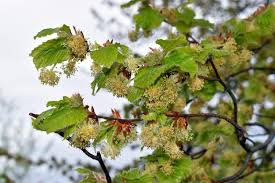 Attēlu rezultāti vaicājumam “Fagus sylvatica flower”