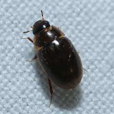 Attēlu rezultāti vaicājumam “Enochrus affinis”