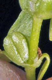 Attēlu rezultāti vaicājumam “Callitriche verna flower”