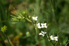 Attēlu rezultāti vaicājumam “Thesium alpinum”