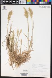 Attēlu rezultāti vaicājumam “Bromus hordeaceus subsp. hordaceus”