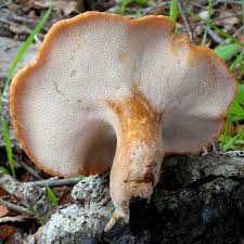 Attēlu rezultāti vaicājumam “Polyporus tubaeformis”