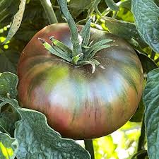 Afbeeldingsresultaat voor dark purple beefsteak tomato