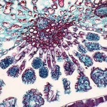 Attēlu rezultāti vaicājumam “Seligeria donniana sporophyte”