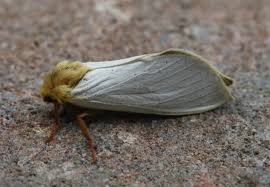 Attēlu rezultāti vaicājumam “Hepialus humuli male”