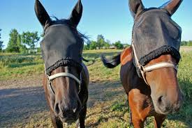 Image result for scheuklappen