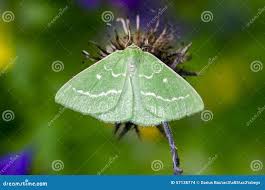 Attēlu rezultāti vaicājumam “Thetidia smaragdaria”