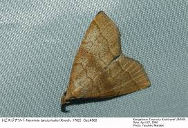 Attēlu rezultāti vaicājumam “Herminia tarsicrinalis”