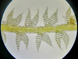 Attēlu rezultāti vaicājumam “Cladopodiella francisci”
