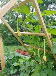 Image result for tromboncino