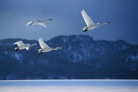 Attēlu rezultāti vaicājumam “Cygnus cygnus adult”