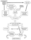 Mechanisms of <b>rhabdomyolysis</b>