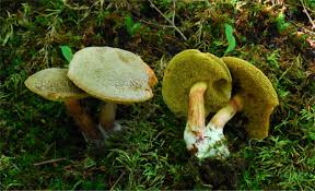 Attēlu rezultāti vaicājumam “Xerocomus chrysenteron”