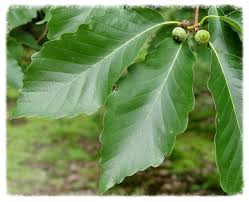 Attēlu rezultāti vaicājumam “Quercus”
